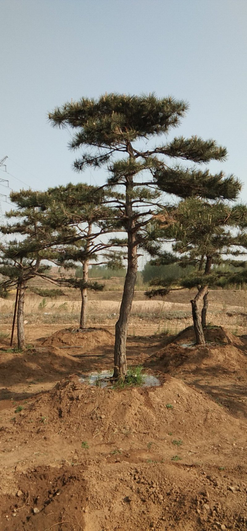 造型油松高400厘米米径18厘米冠福300厘米