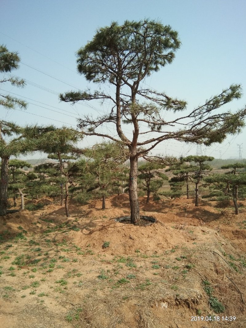 造型油松高400厘米米径18厘米冠福300厘米