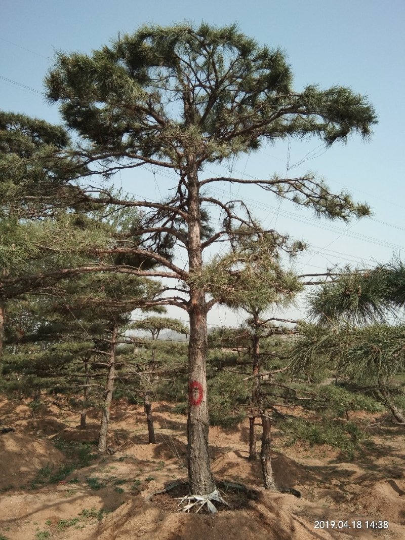 造型油松高400厘米米径18厘米冠福300厘米