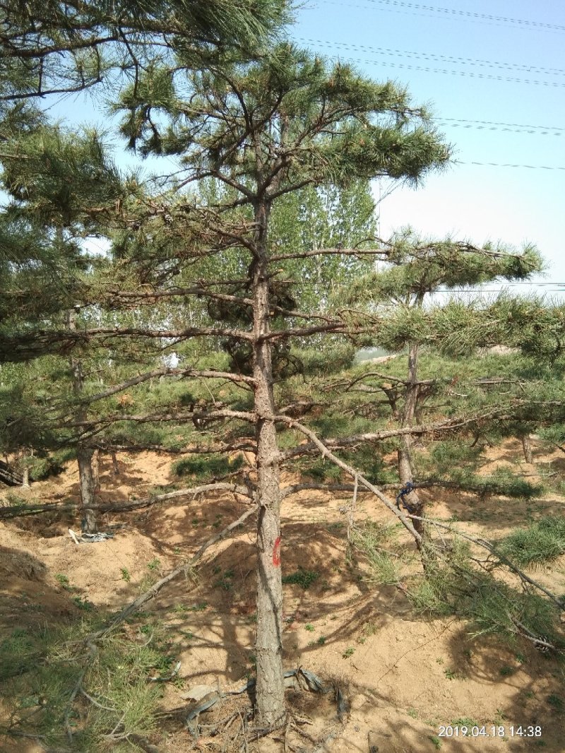 造型油松高400厘米米径18厘米冠福300厘米