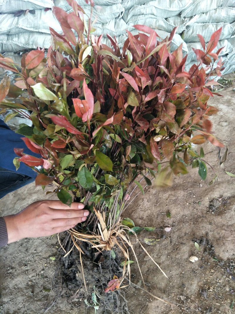 红叶石楠50-60cm诚信经营，价格优惠，基地直销。