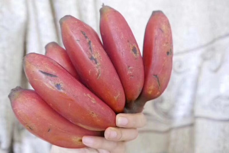 苹果香蕉，，，，，，，，，，，，，，，，，，，