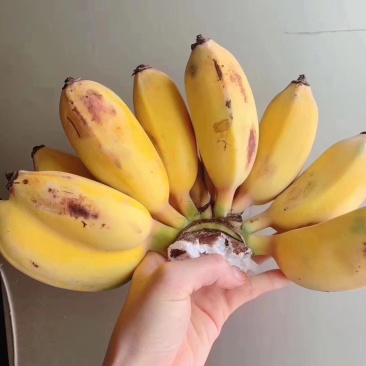 苹果香蕉，，，，，，，，，，，，，，，，，，，
