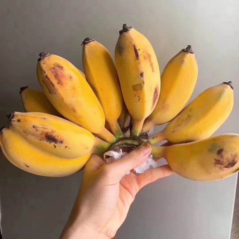 苹果香蕉，，，，，，，，，，，，，，，，，，，