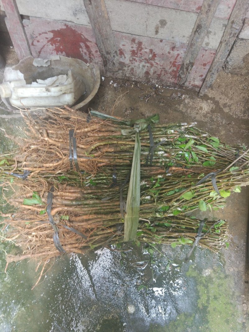 台湾大青枣苹果枣13号牛奶枣小苗正常发货包邮