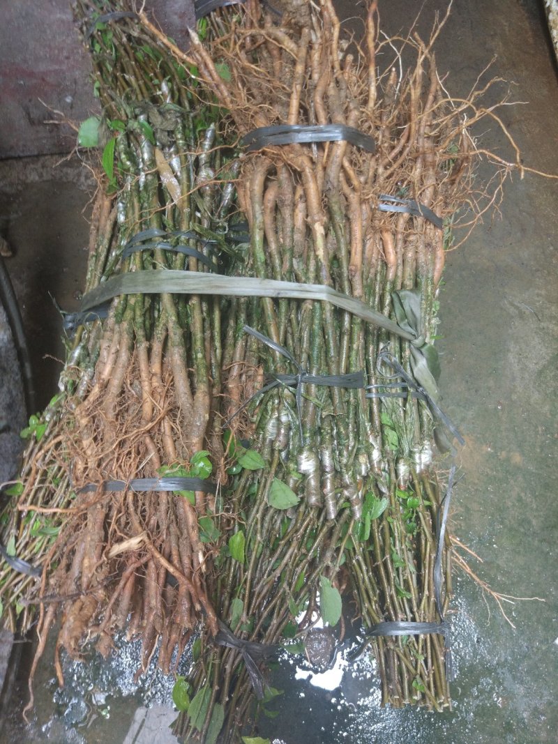 台湾大青枣苹果枣13号牛奶枣小苗正常发货包邮