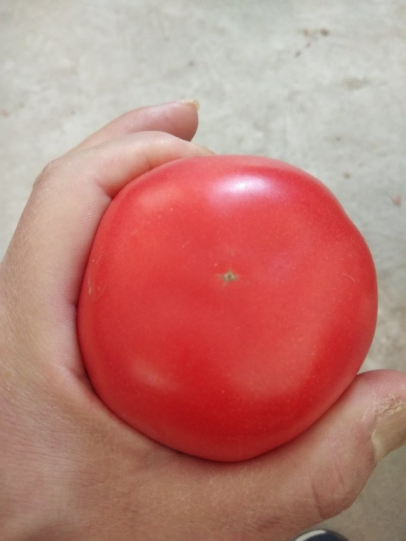 硬粉西红柿，货源充足，果型好，硬度好，耐运输发往全国各地