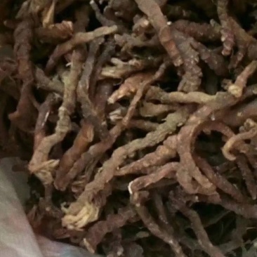 石菖蒲苗