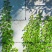 五叶大苗爬藤植物庭院四季三叶建元爬墙虎红叶室内攀援花卉