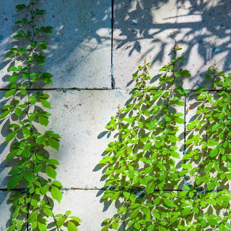五叶大苗爬藤植物庭院四季三叶建元爬墙虎红叶室内攀援花卉