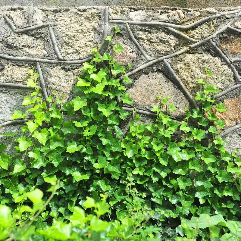 五叶大苗爬藤植物庭院四季三叶建元爬墙虎红叶室内攀援花卉