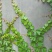 五叶大苗爬藤植物庭院四季三叶建元爬墙虎红叶室内攀援花卉