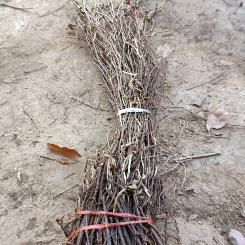 五叶大苗爬藤植物庭院四季三叶建元爬墙虎红叶室内攀援花卉