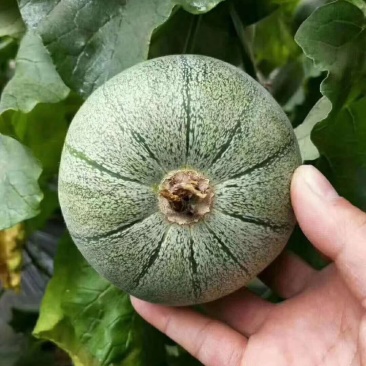西瓜甜瓜