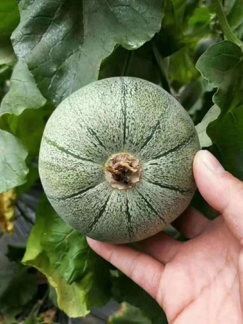 西瓜甜瓜