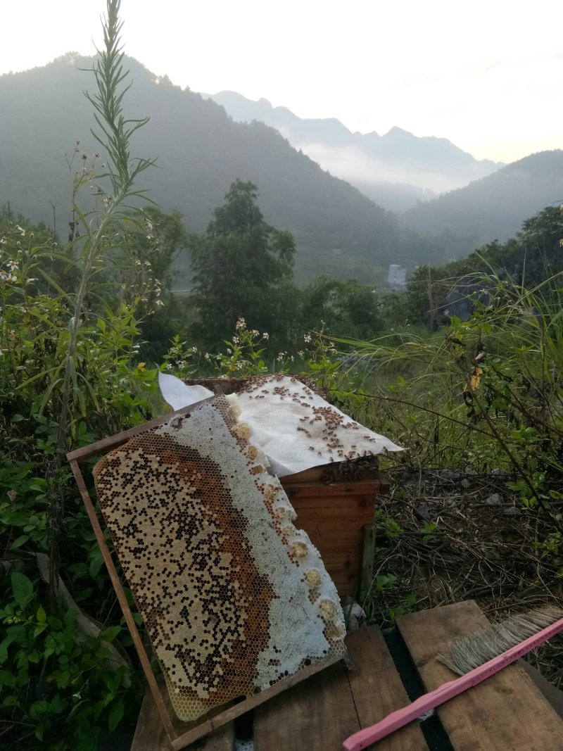 供应纯大山蜂蜜