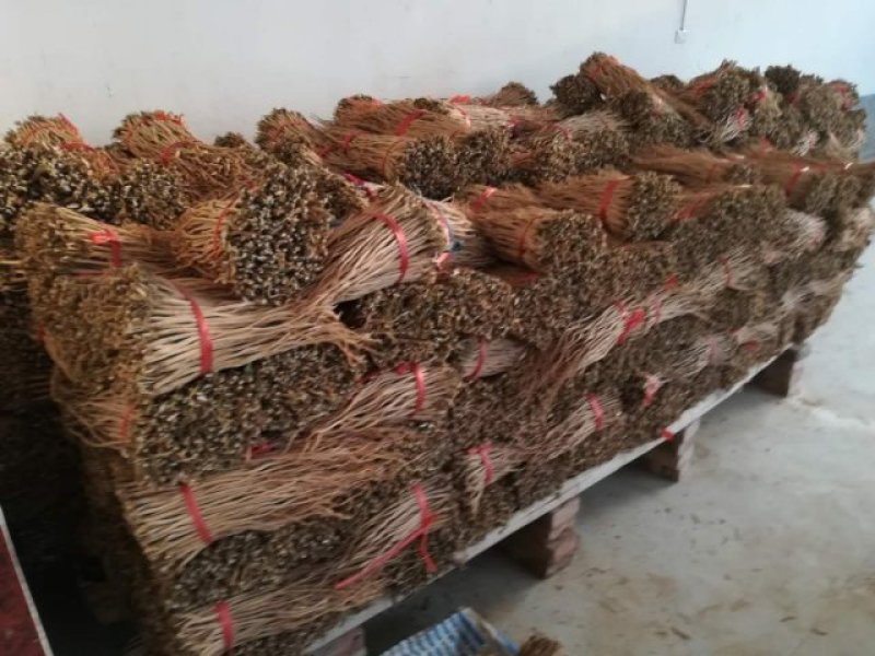 河南焦作道地怀牛膝大量供应
