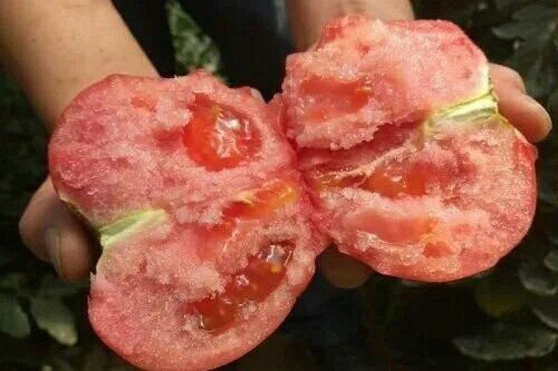 硬粉西红柿硬粉弧二以上
