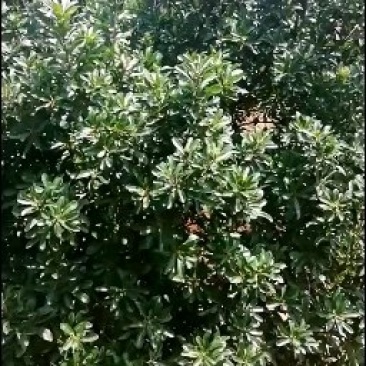 靖州杨梅，就要上市靖州杨梅，品质好，肉汁细嫩甜，靖州杨梅