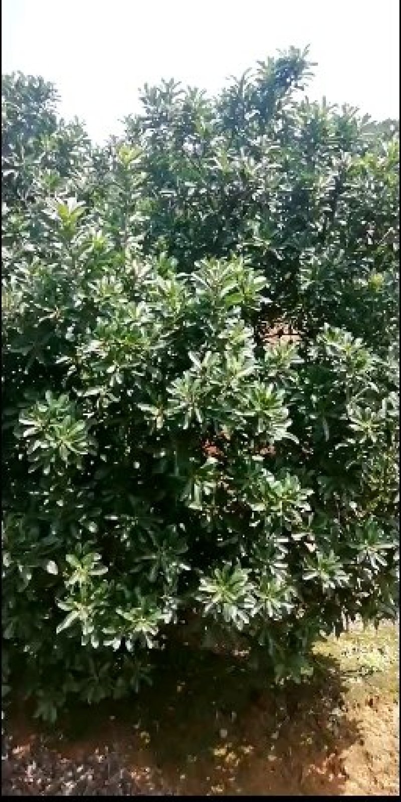 靖州杨梅，就要上市靖州杨梅，品质好，肉汁细嫩甜，靖州杨梅