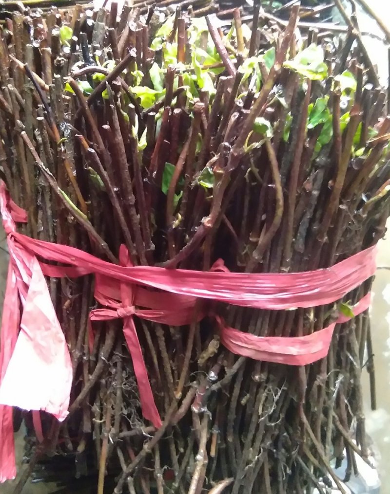 何首乌种苗，剪技苗，直栽苗