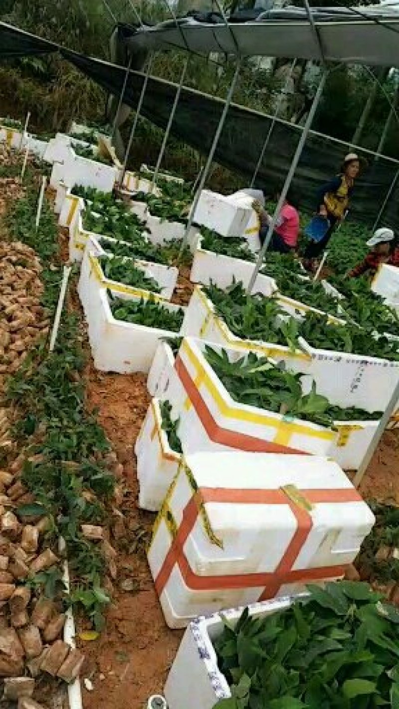 五指毛桃种子