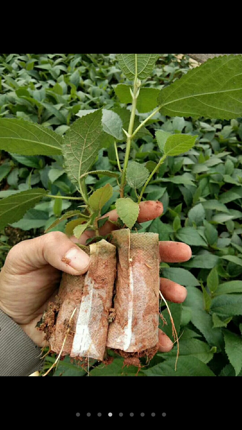 五指毛桃种子