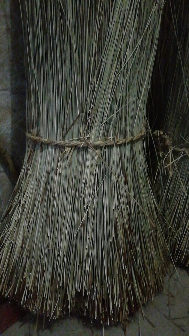 灯心草全国最大万亩灯心草基地.