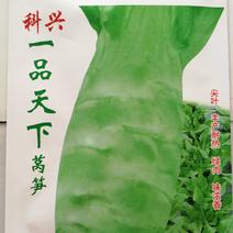 耐热尖叶薄皮莴笋种子（科兴一品天下）12g/袋