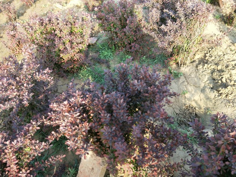 红叶小檗紫叶小檗大量有货，欢迎场地看货，一手货源