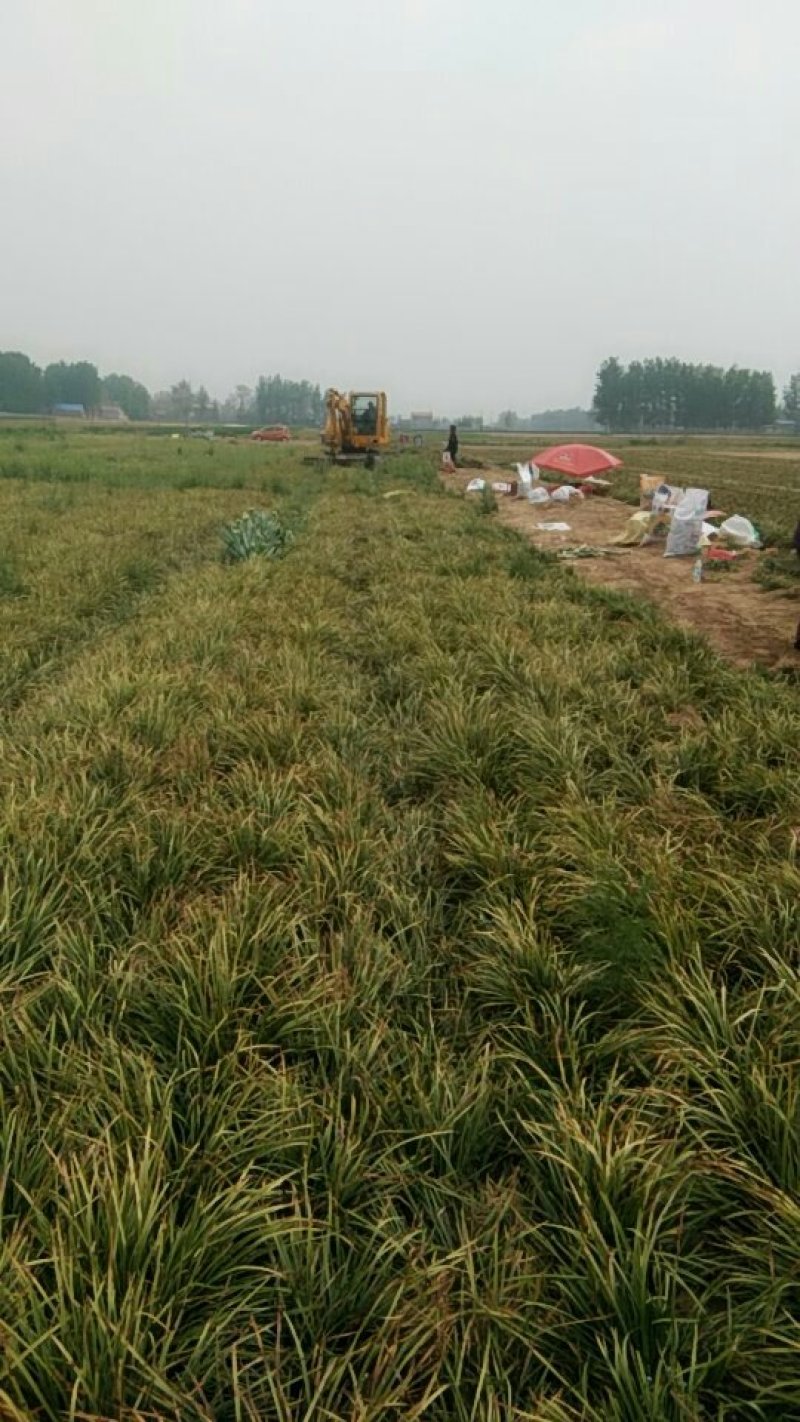 大量供应麦冬苗，麦冬药