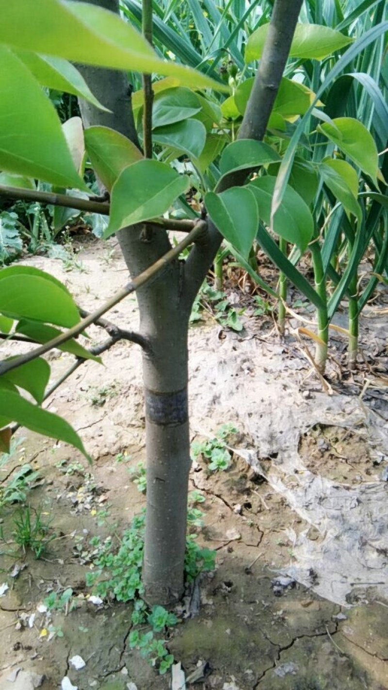 急需出售，四五六公分的梨树一万五千棵，有要的速度联系