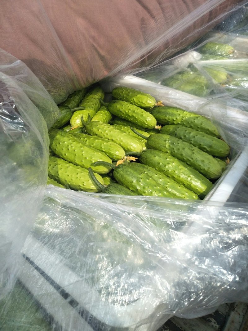 旱黄瓜，大刺黄皮，油亮干花，质量保证，信誉第一可供商超，