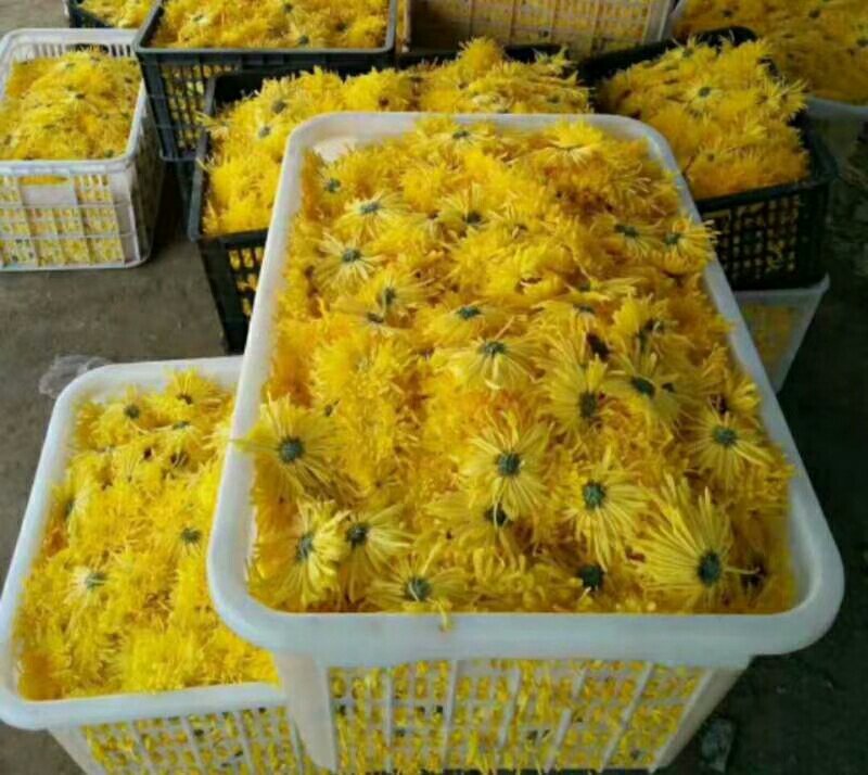 婺源黄菊，贡菊，北京菊，苏北菊，行白菊包回收