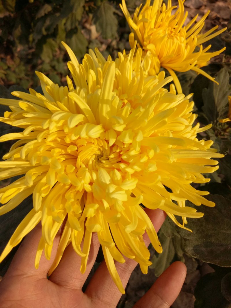婺源黄菊，贡菊，北京菊，苏北菊，行白菊包回收