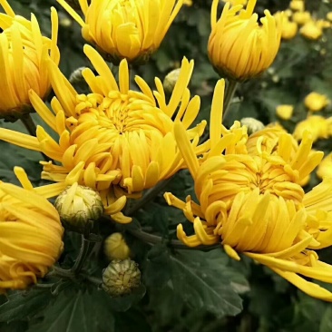 婺源黄菊，贡菊，北京菊，苏北菊，行白菊包回收