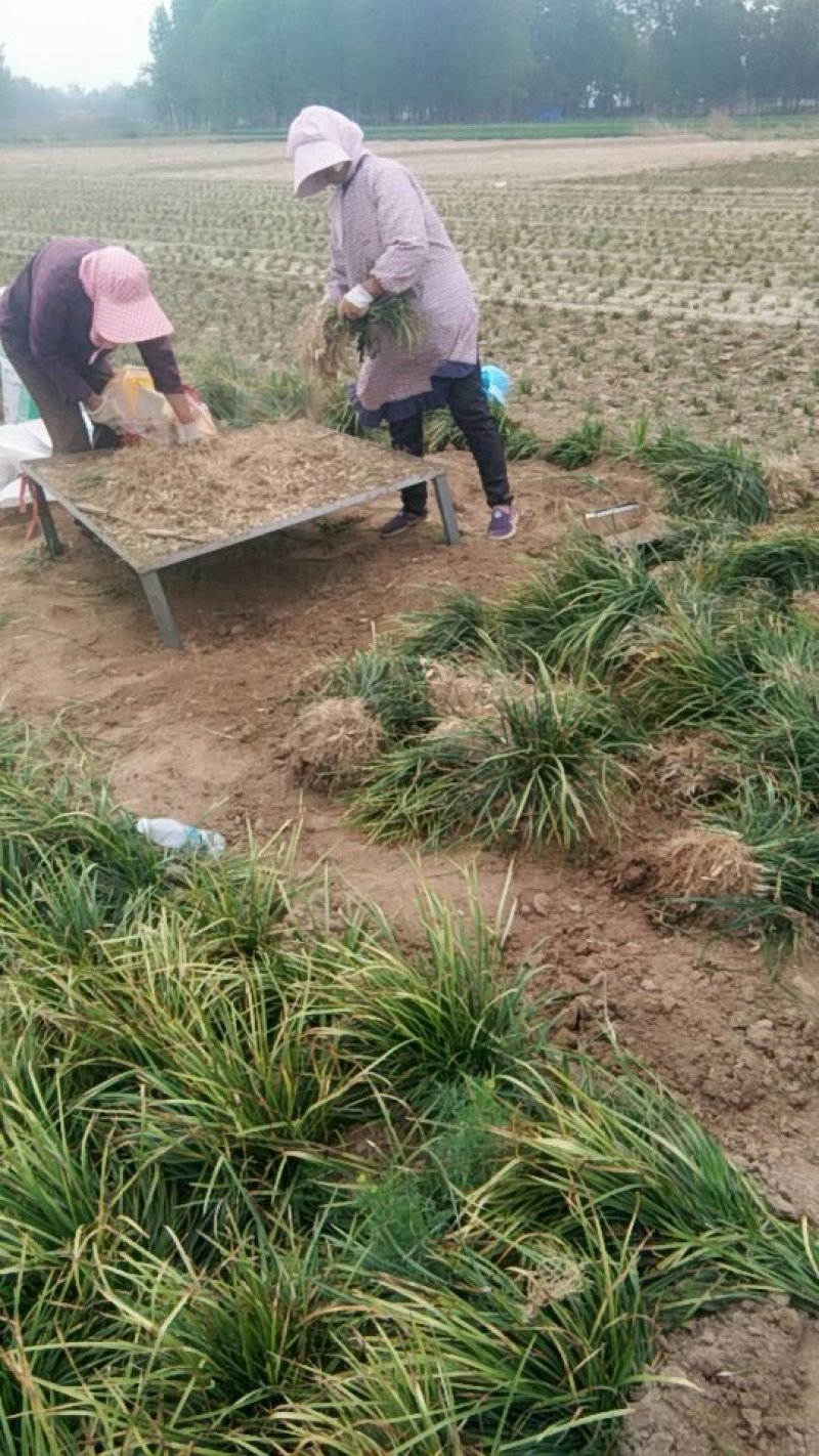 大量供应麦冬苗，麦冬药