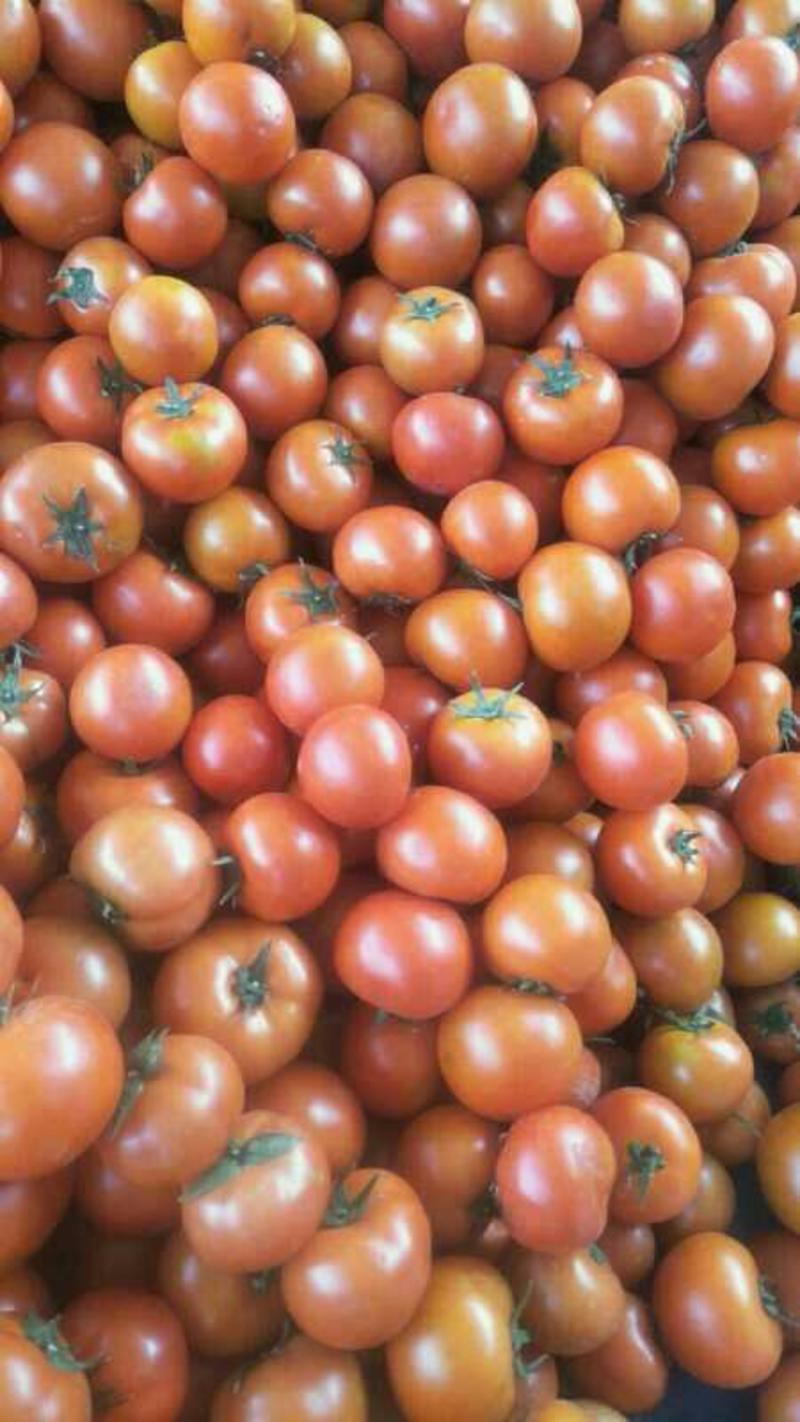 西红柿，石头果，福建蔬菜精品，大红果，产区直发，量大，