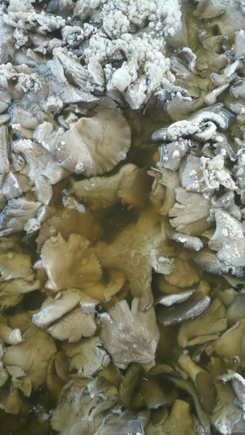 盐水平菇