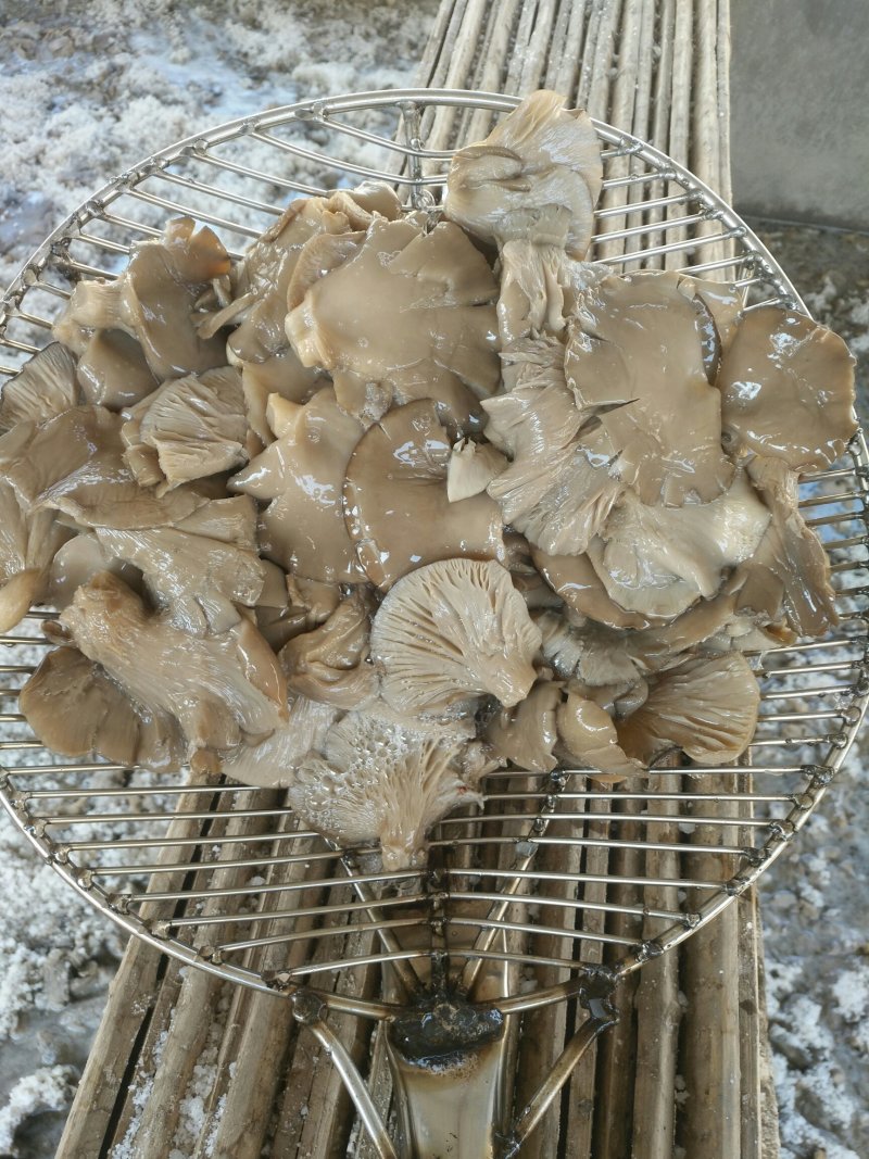 盐水平菇