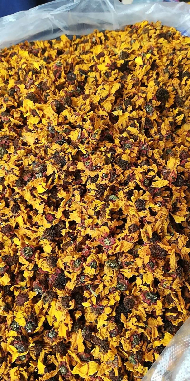 【自采自销】昆仑雪菊精品克里阳雪菊，一手货源