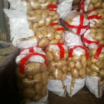 山东大棚土豆按要求加工包装全国发货诚信代收