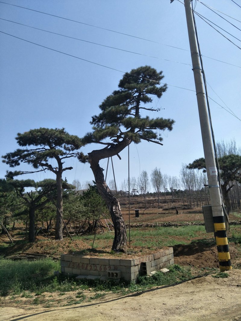 造型松