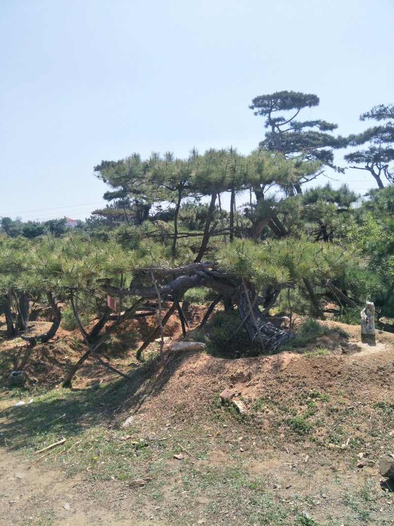 造型松