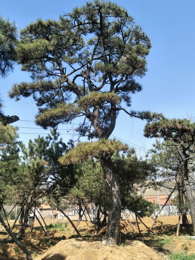 造型松
