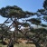 造型松