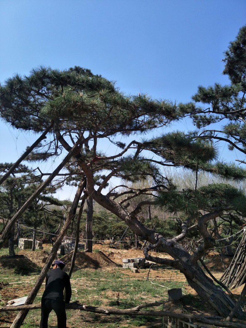 造型松