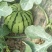 早佳8424西瓜玉菇东方蜜一号马上上市了？欢迎新朋友订够