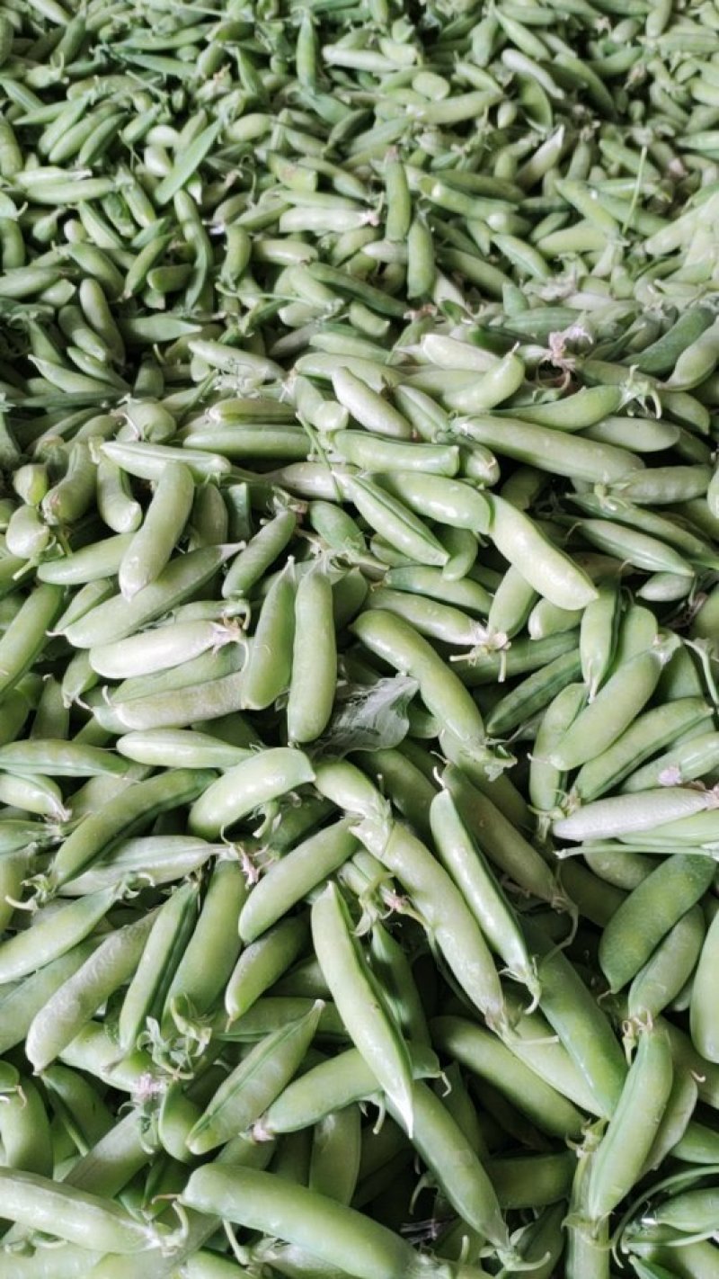 豌豆荚