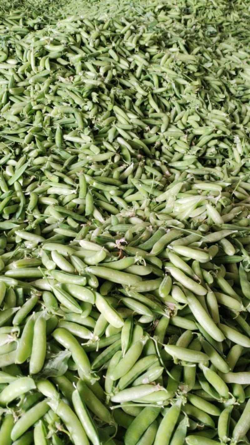 豌豆荚